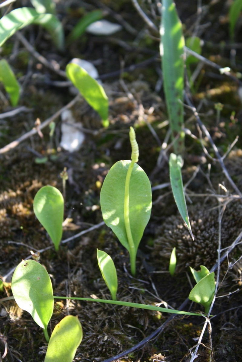 Limestone Adderstongue photo 7