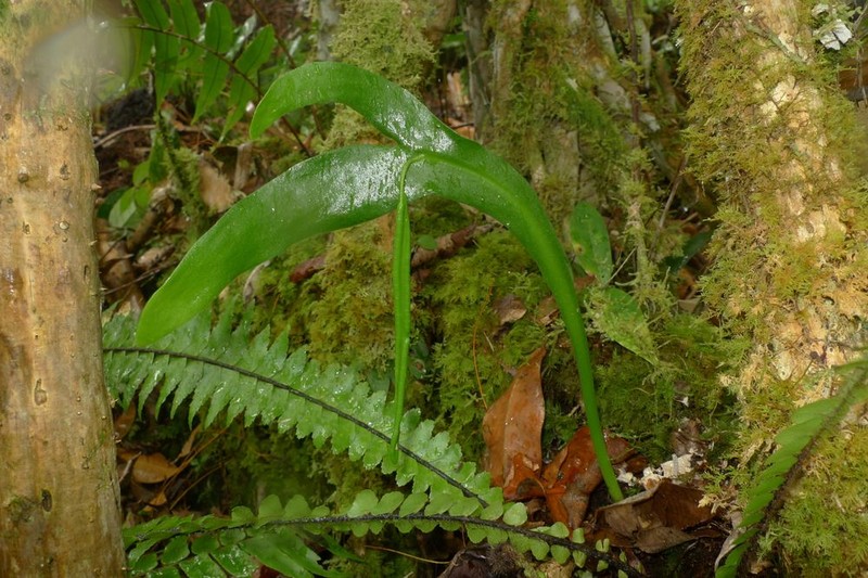Ophioglossum falcatum photo 2