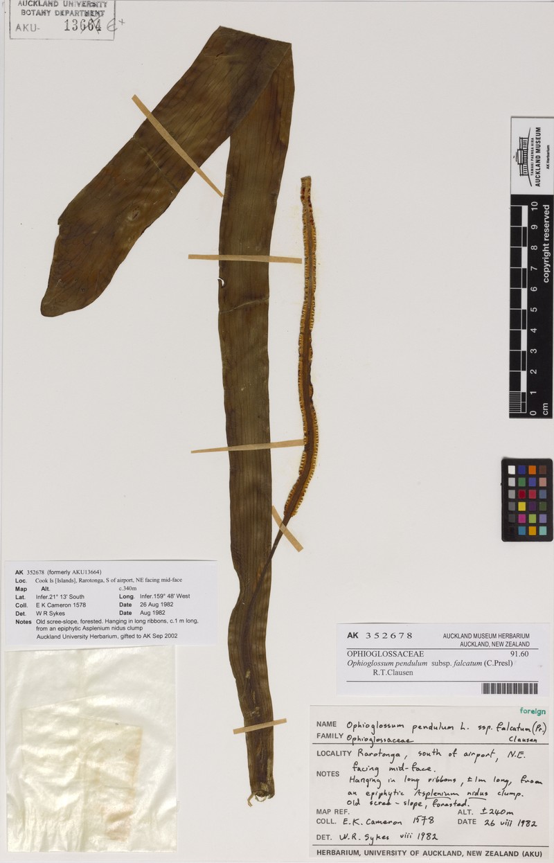 Ophioglossum falcatum