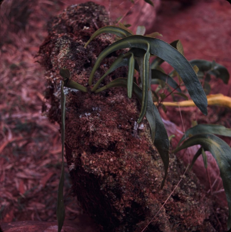 Ophioglossum falcatum photo 3
