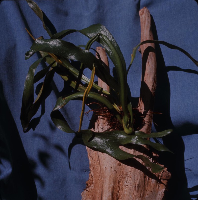 Ophioglossum falcatum photo 4