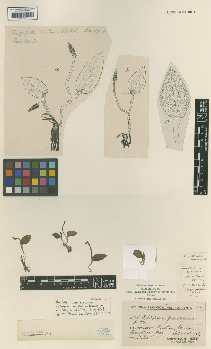 Ophioglossum fernandezianum