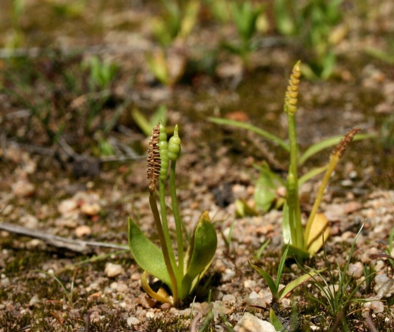 Ophioglossum gomezianum