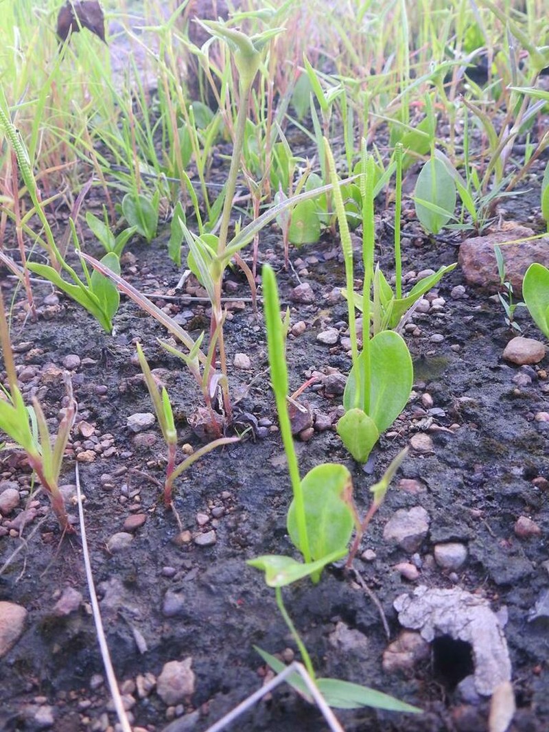 Ophioglossum gomezianum photo 2