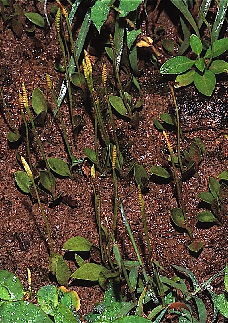 Ophioglossum gomezianum photo 3