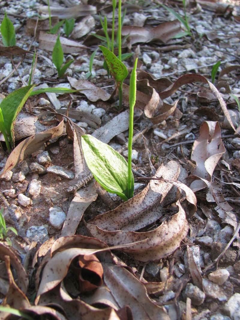 Ophioglossum gomezianum photo 4