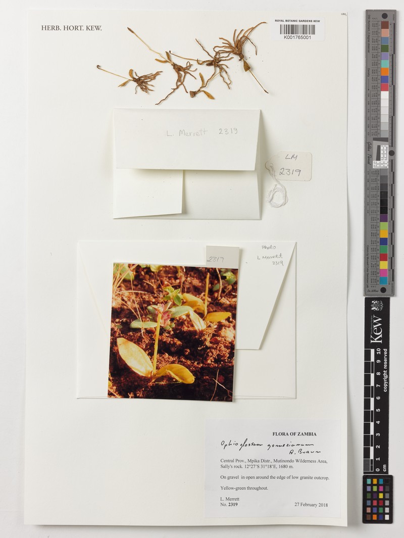 Ophioglossum gomezianum photo 5