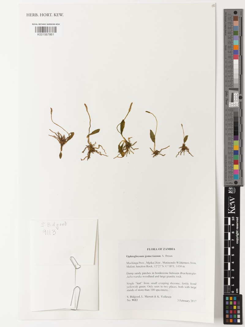 Ophioglossum gomezianum photo 6