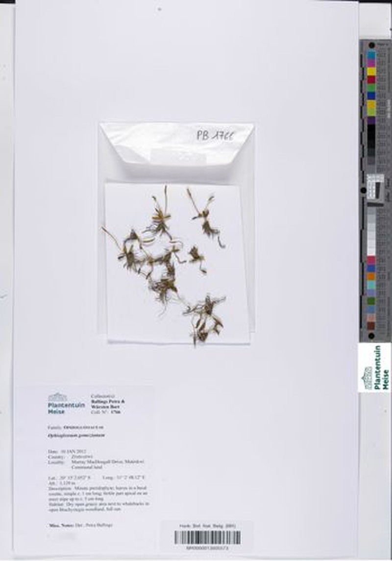 Ophioglossum gomezianum photo 7