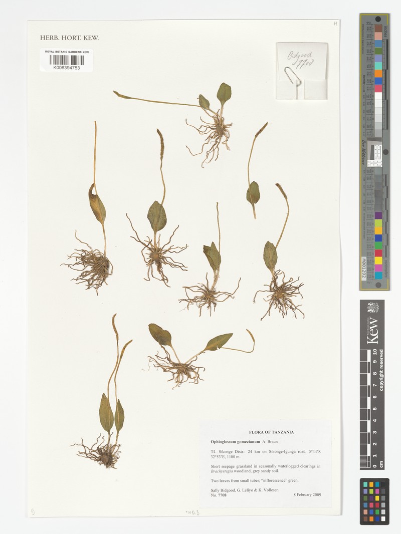 Ophioglossum gomezianum photo 8
