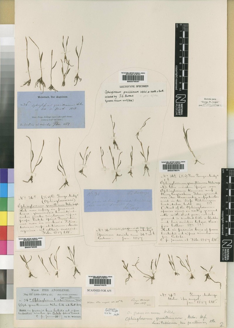 Ophioglossum gracillimum photo 4