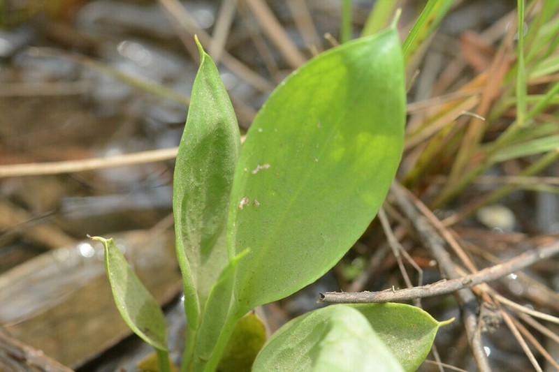Ophioglossum gramineum