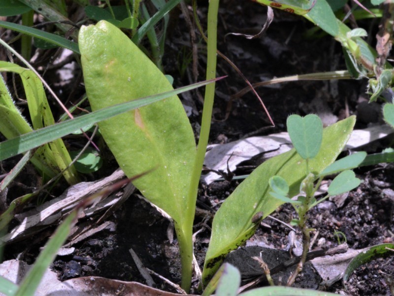 Ophioglossum gramineum photo 2