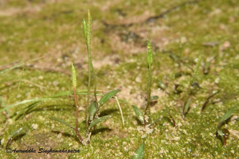 Ophioglossum gramineum photo 3