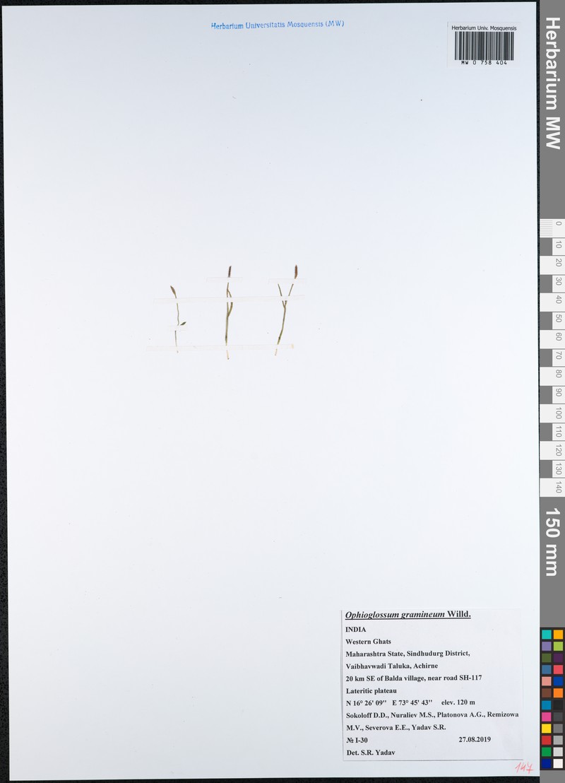 Ophioglossum gramineum photo 4