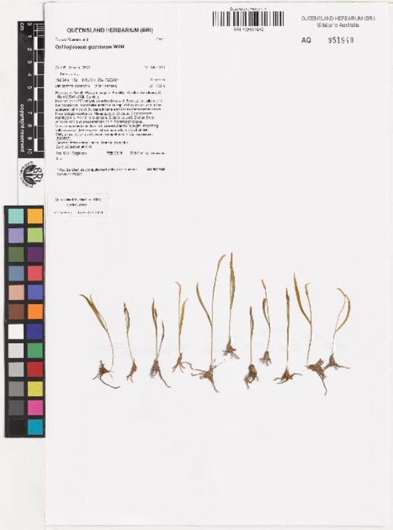 Ophioglossum gramineum photo 5