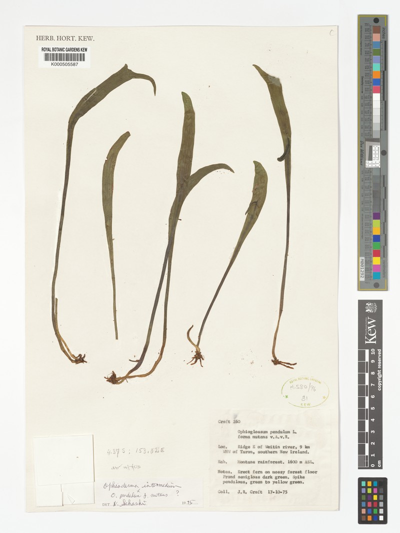 Ophioglossum intermedium photo 2