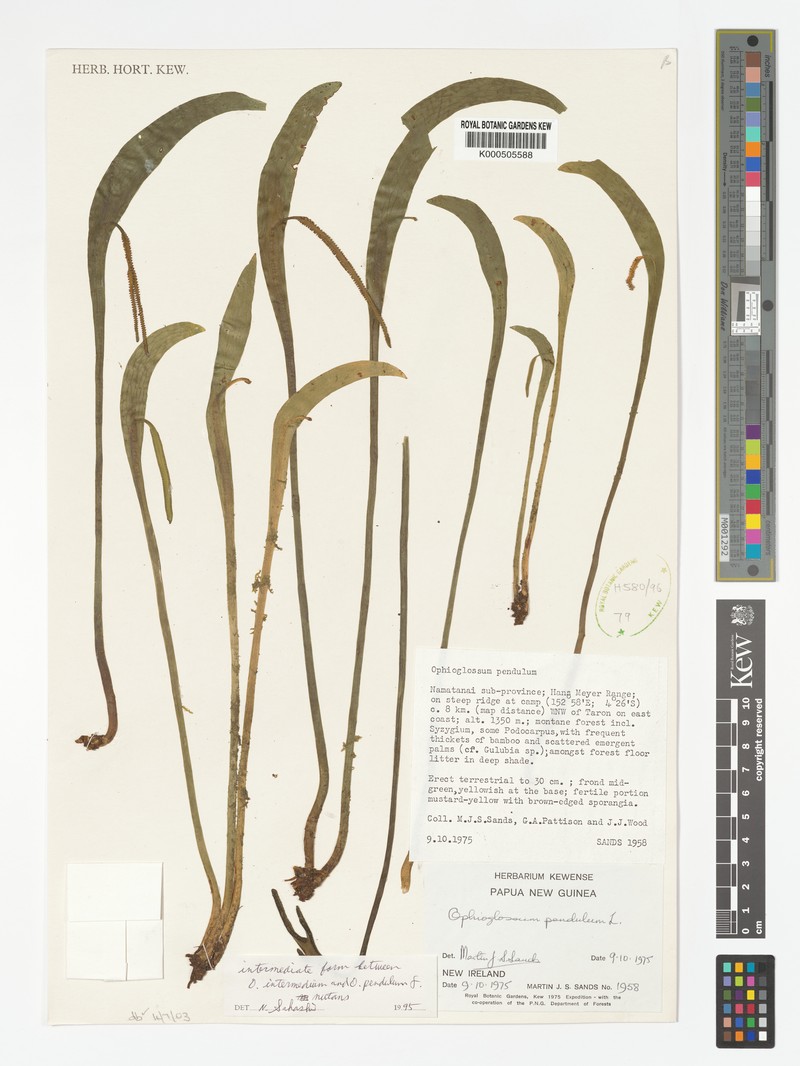 Ophioglossum intermedium photo 3