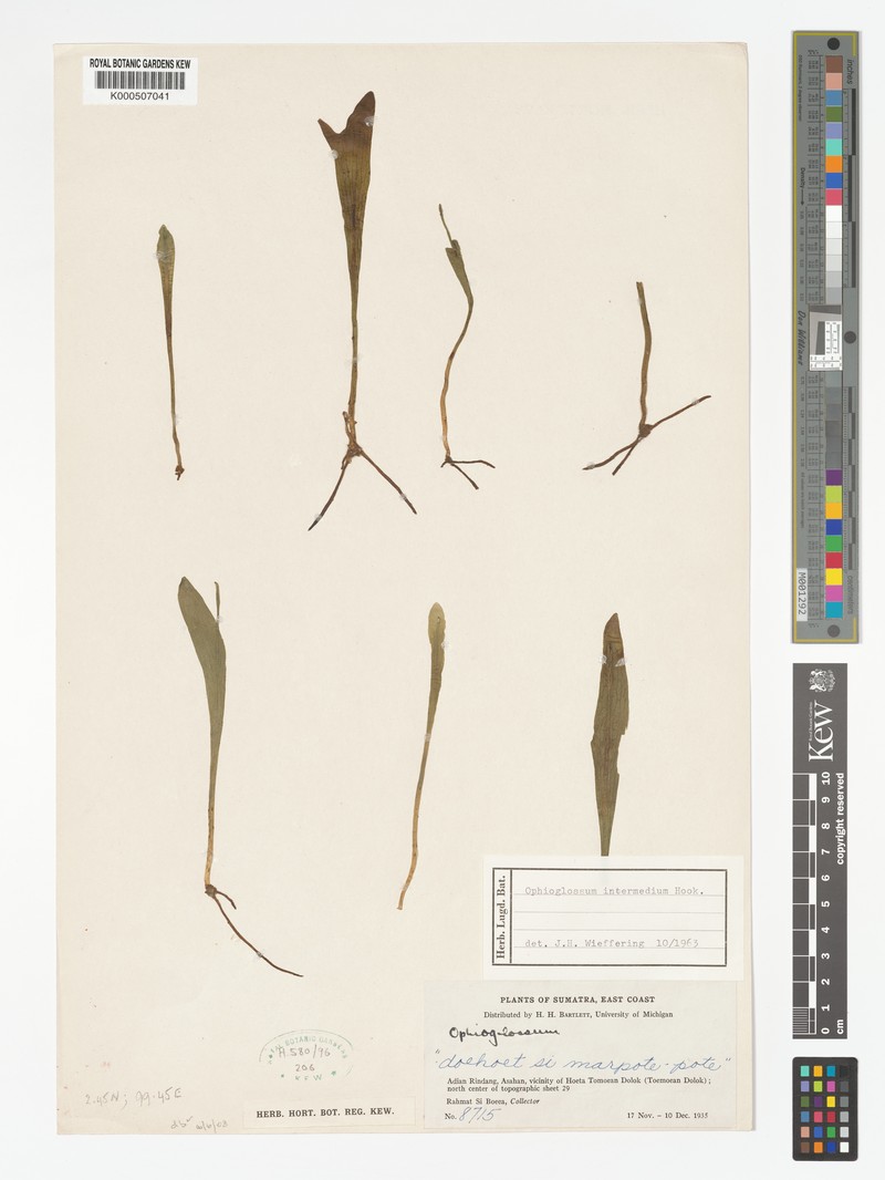 Ophioglossum intermedium photo 4