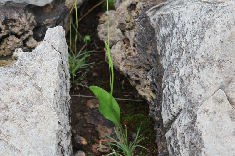 Ophioglossum lancifolium