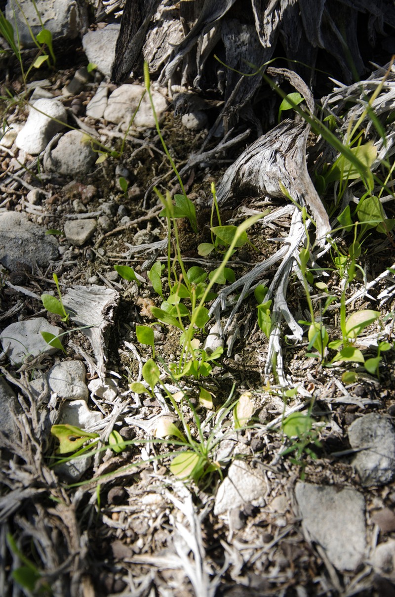 Ophioglossum lancifolium photo 2