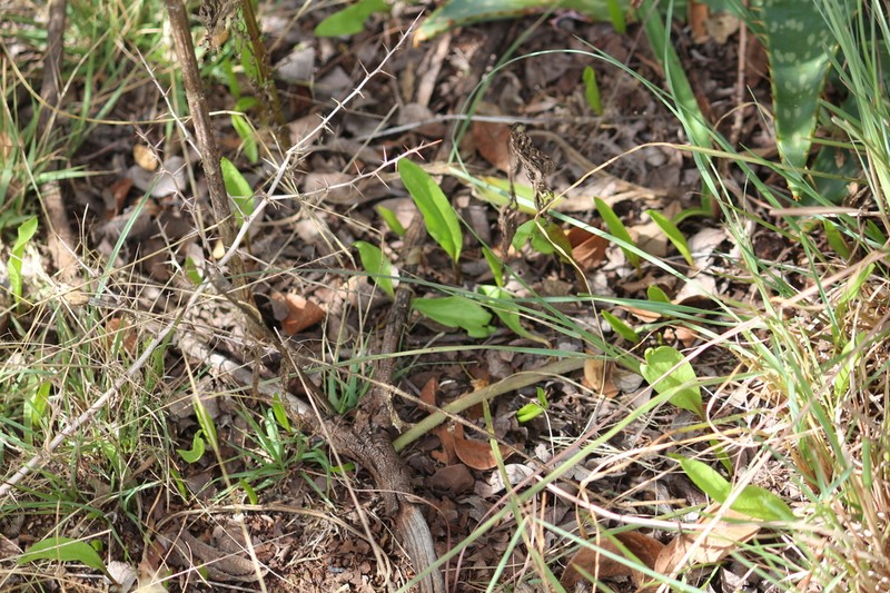 Ophioglossum lancifolium photo 3