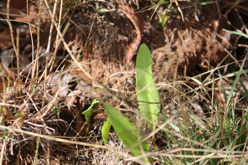 Ophioglossum lancifolium photo 4