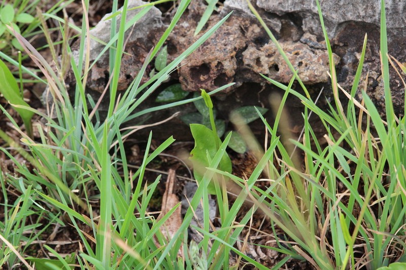 Ophioglossum lancifolium photo 5