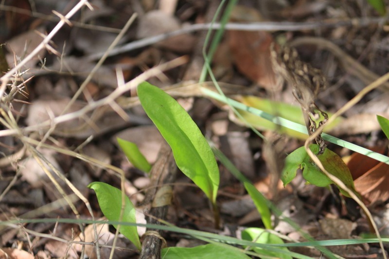 Ophioglossum lancifolium photo 6