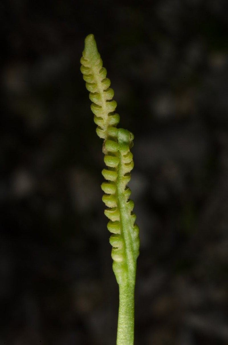 Ophioglossum lancifolium photo 7