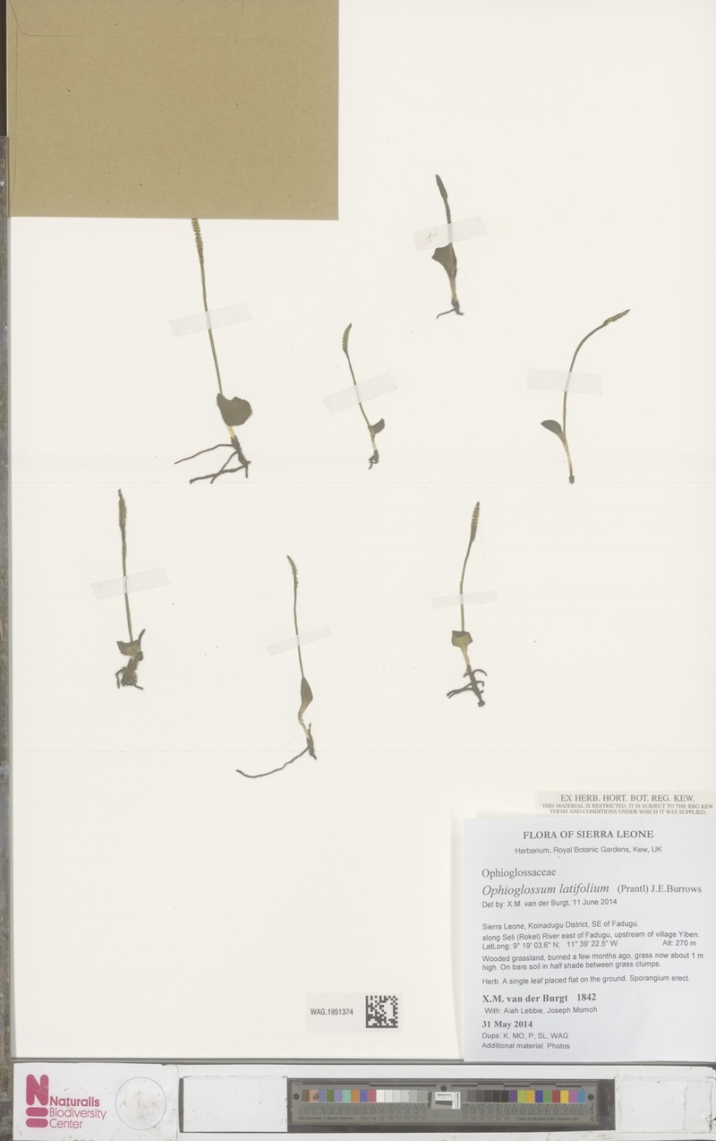 Ophioglossum latifolium