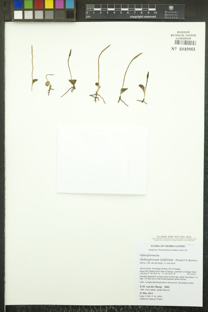Ophioglossum latifolium photo 2