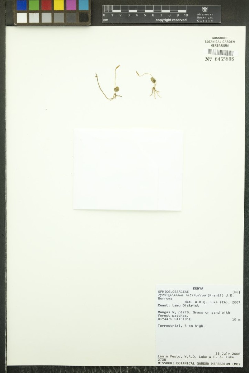 Ophioglossum latifolium photo 3