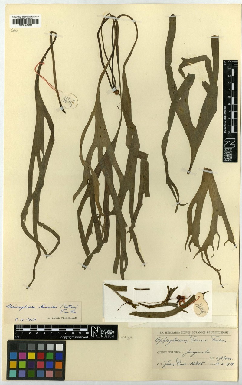 Ophioglossum louisii