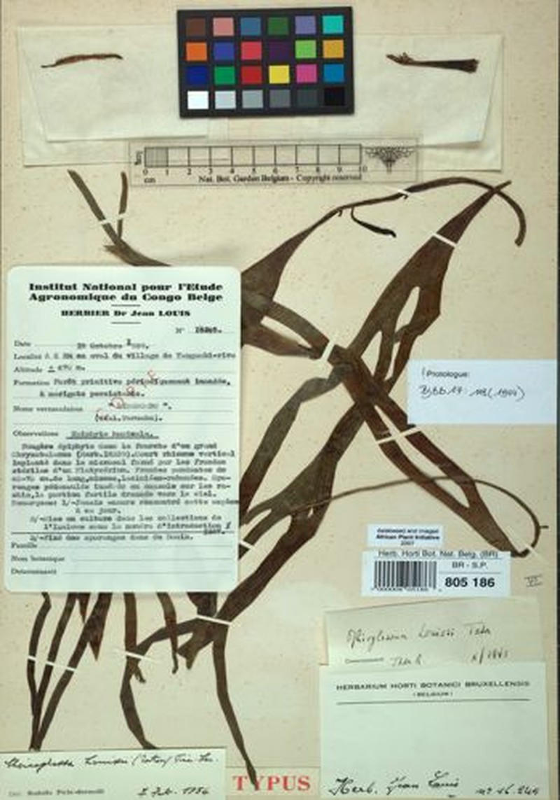 Ophioglossum louisii photo 2