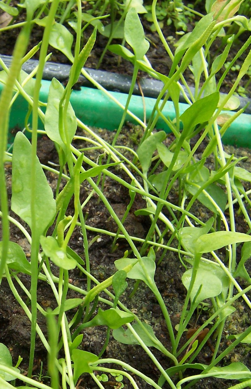 Ophioglossum lusitanicum