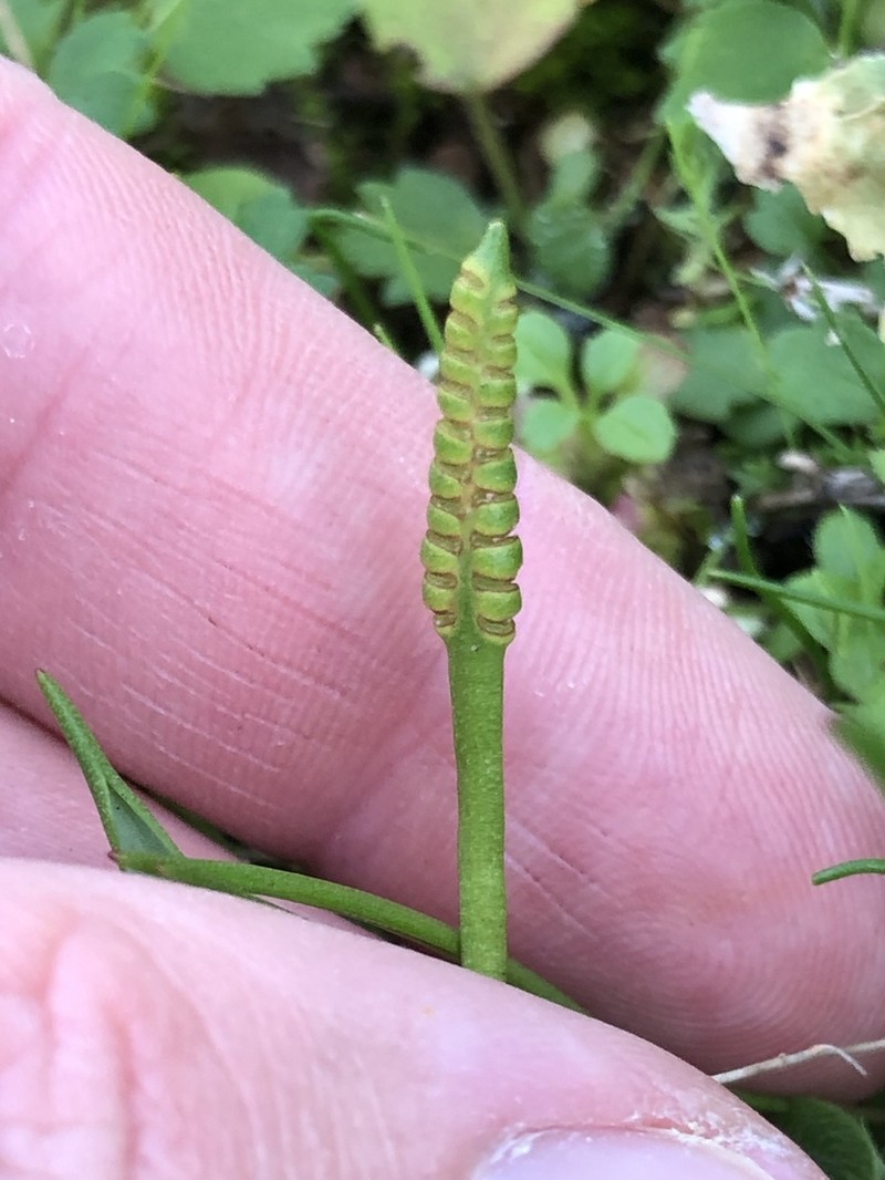Ophioglossum lusitanicum photo 2
