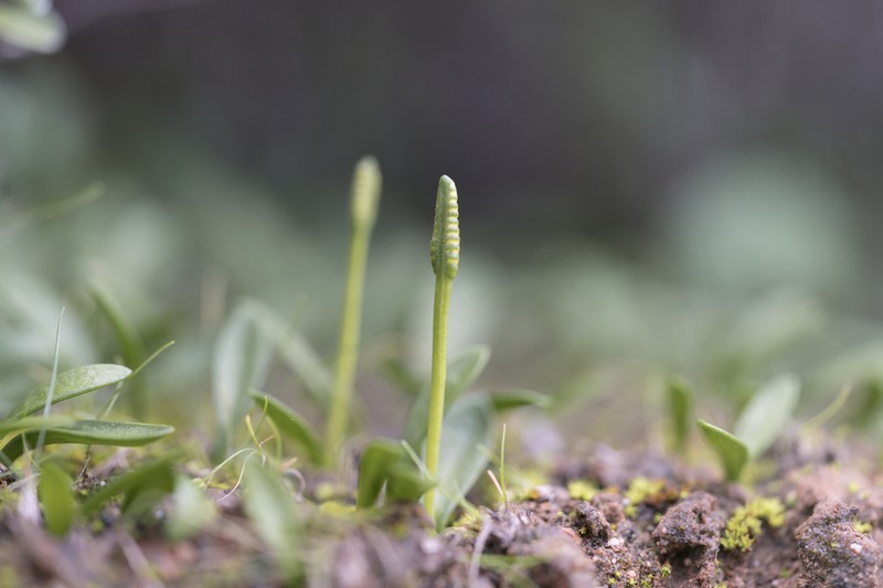 Ophioglossum lusitanicum photo 3