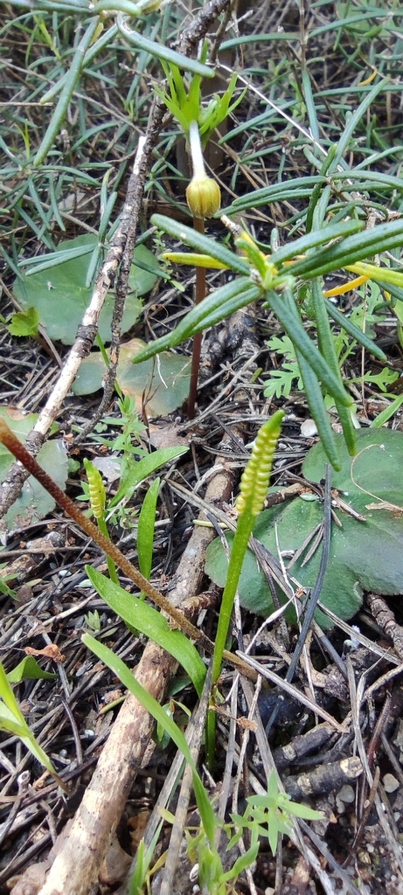 Ophioglossum lusitanicum photo 4