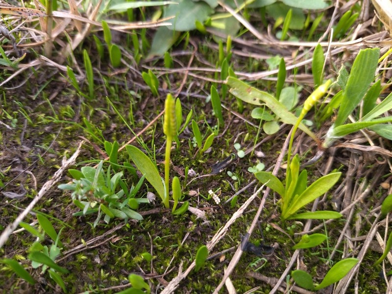 Ophioglossum lusitanicum photo 5