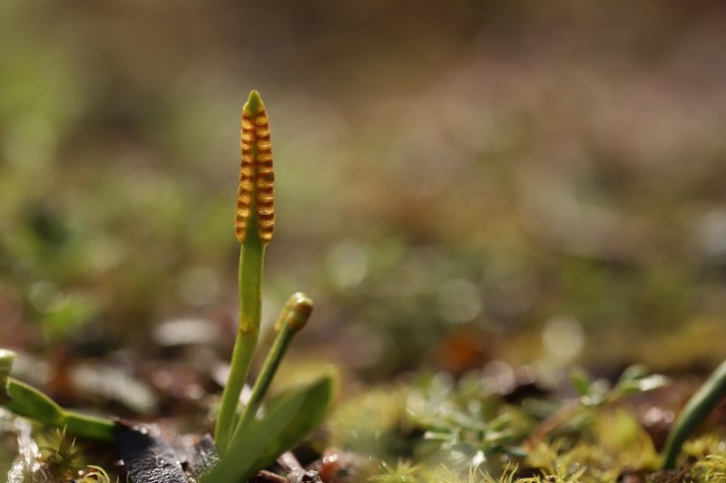 Ophioglossum lusitanicum photo 6