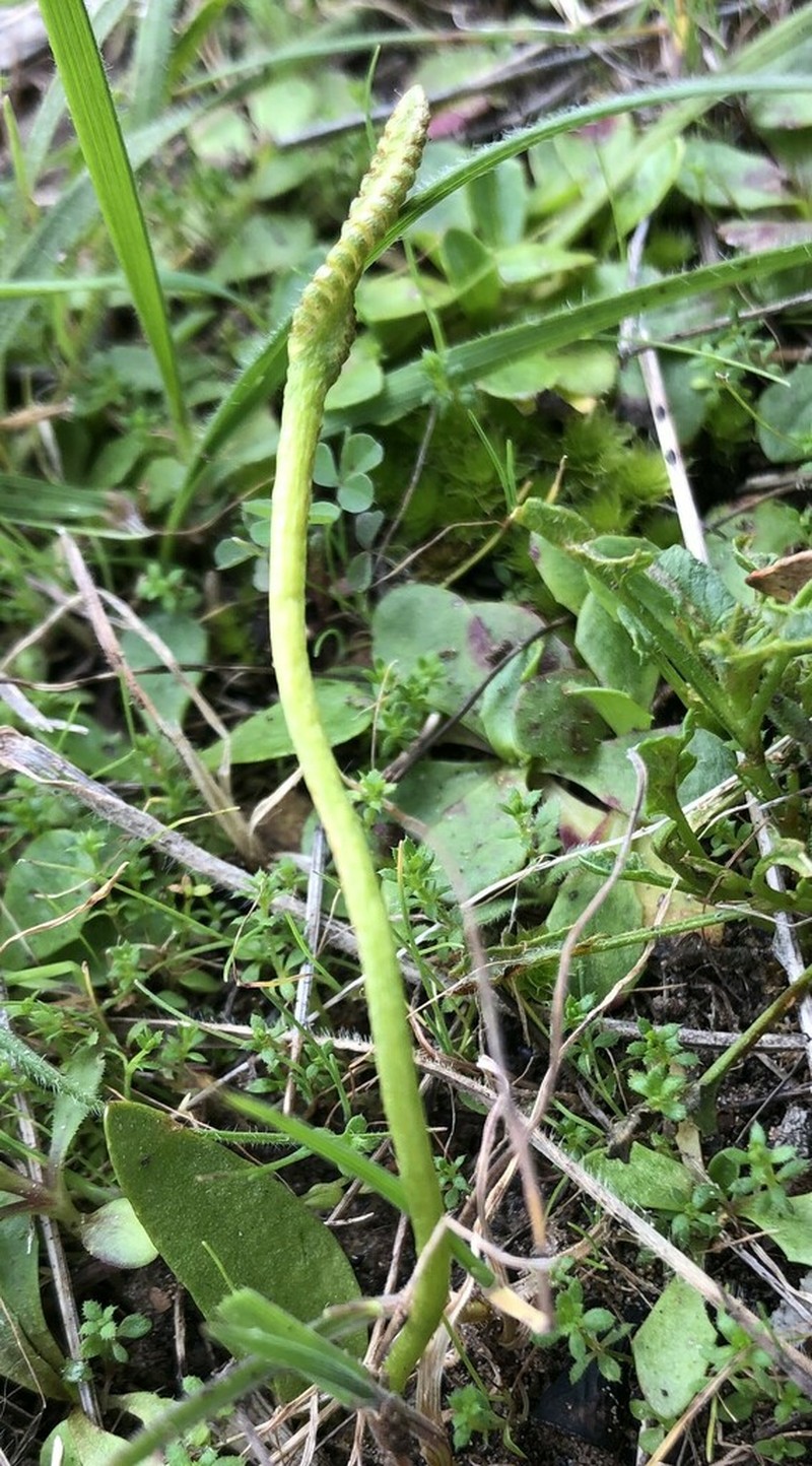 Ophioglossum lusitanicum photo 7
