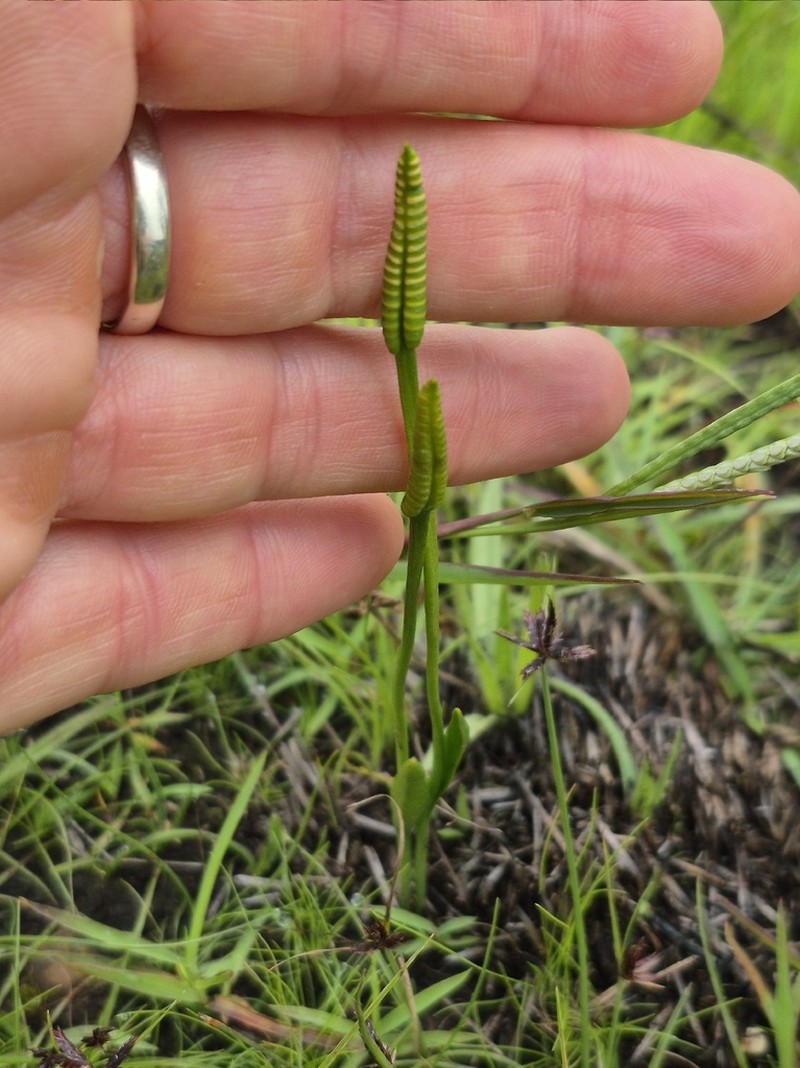 Ophioglossum lusoafricanum