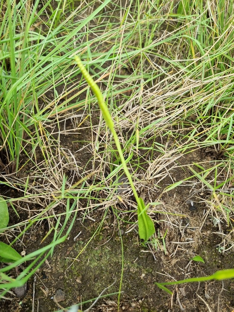 Ophioglossum lusoafricanum photo 2