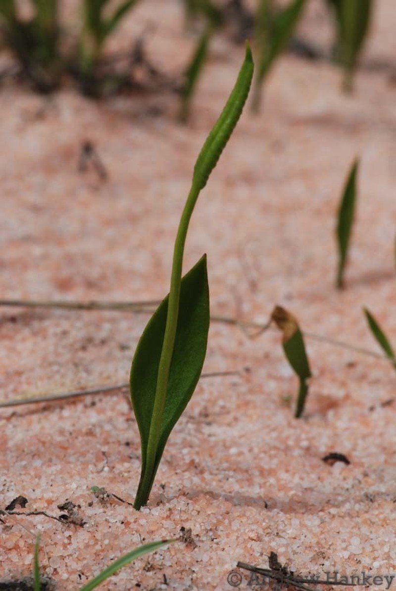 Ophioglossum lusoafricanum photo 3