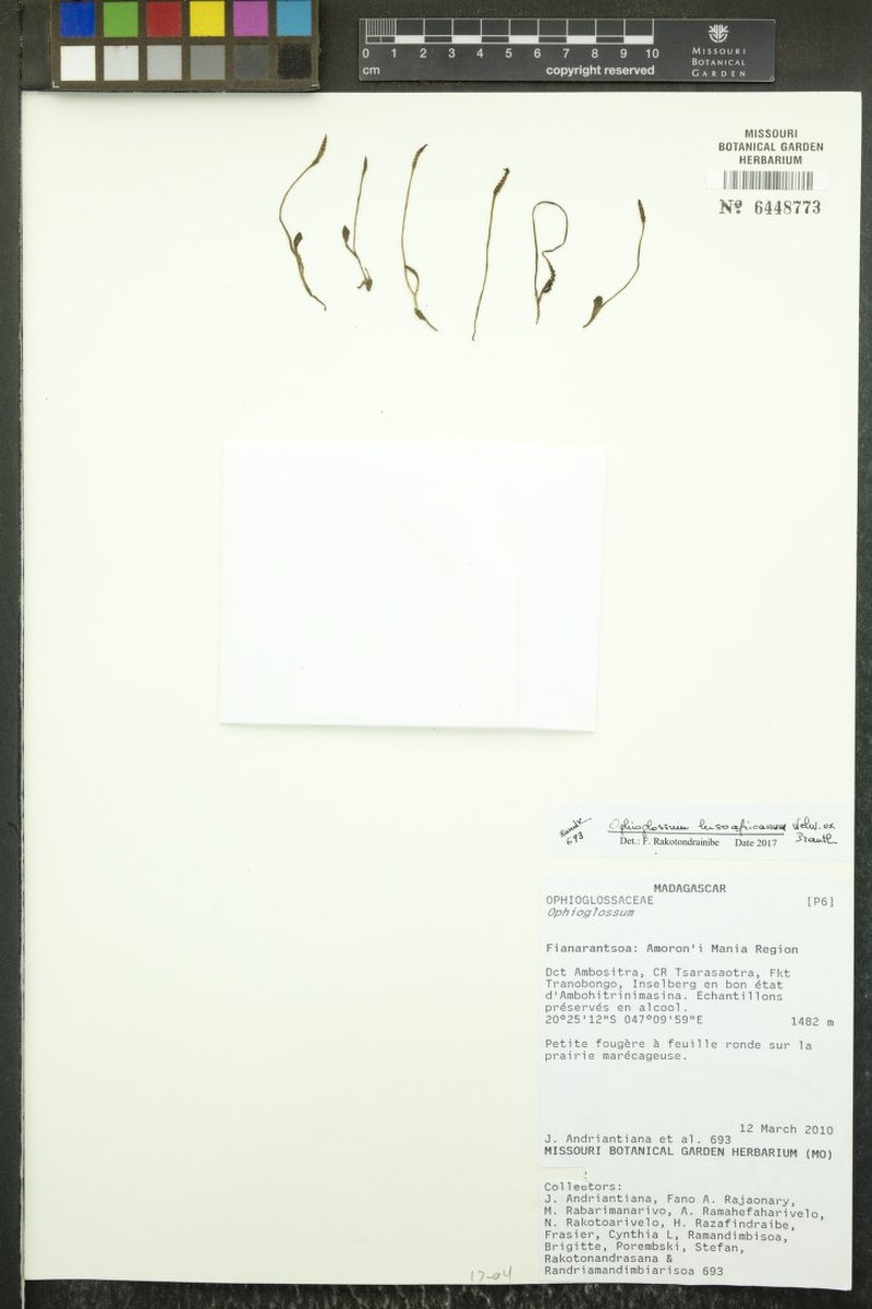 Ophioglossum lusoafricanum photo 4