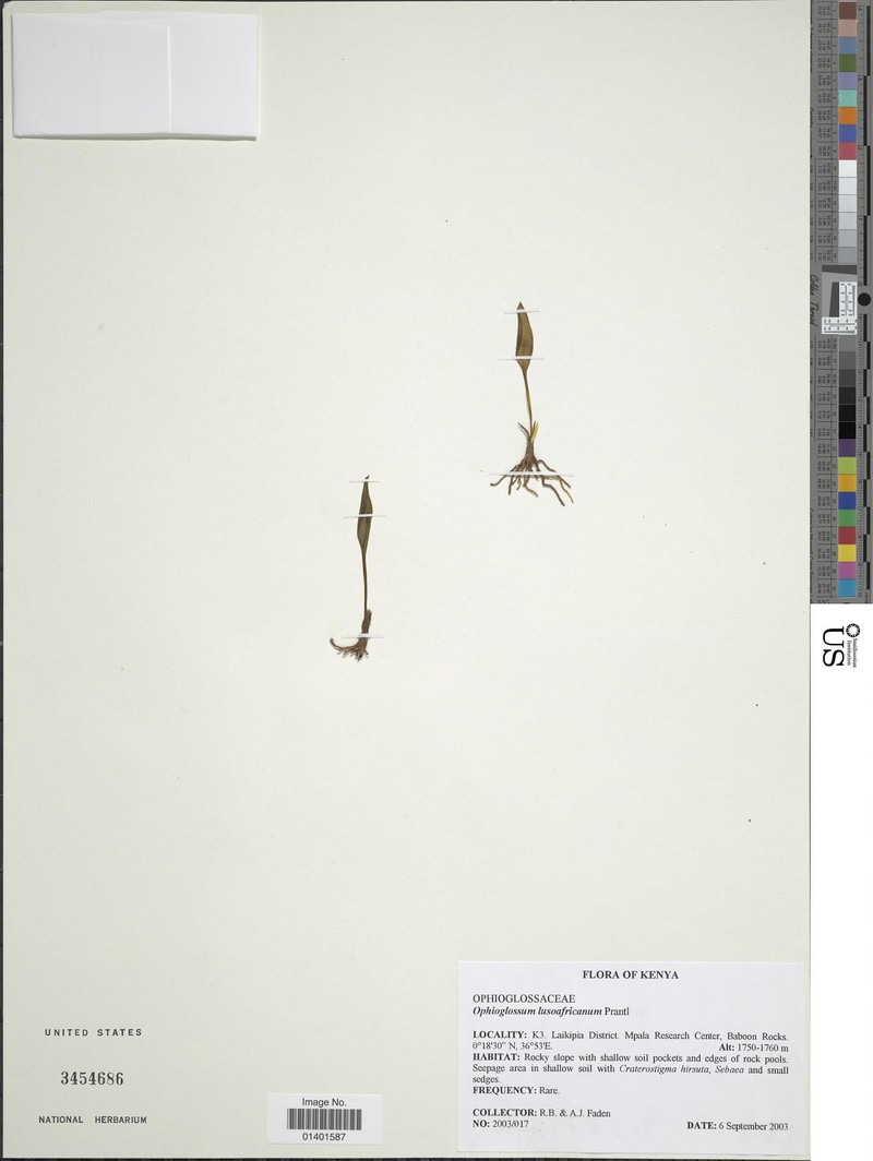 Ophioglossum lusoafricanum photo 5
