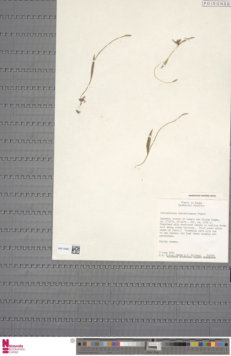 Ophioglossum lusoafricanum photo 6