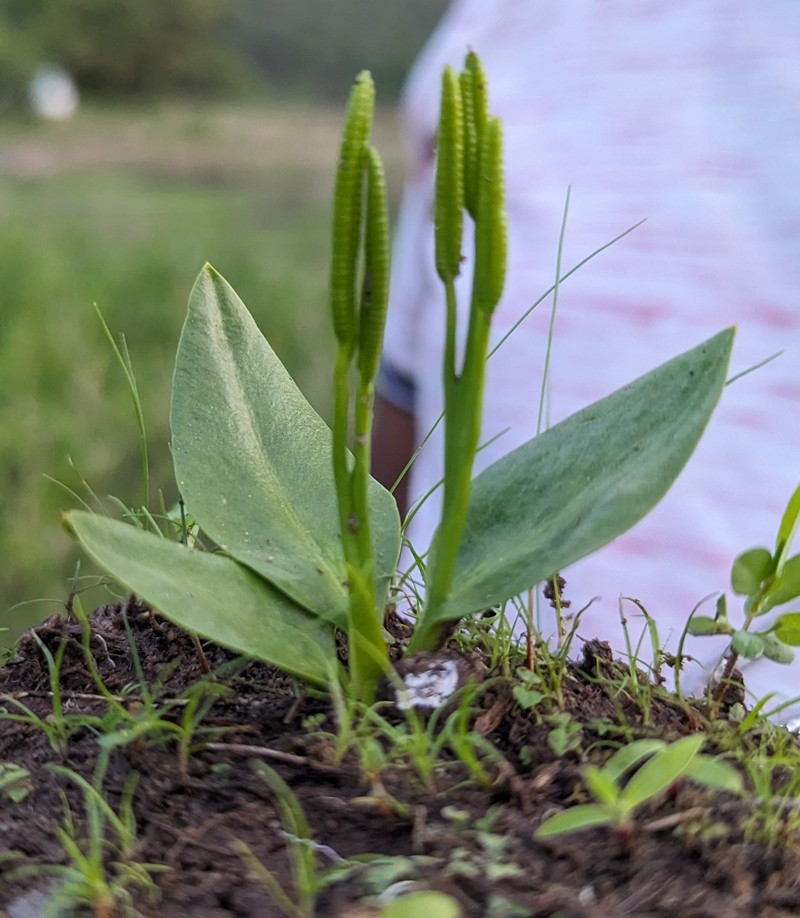 Ophioglossum madhusoodananii