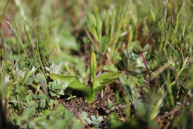 Ophioglossum melipillense